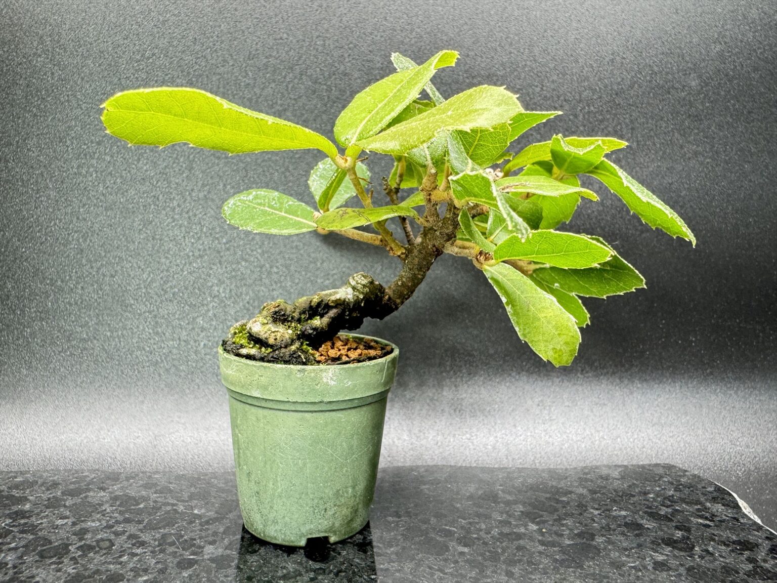 ウバメガシ 山と盆栽