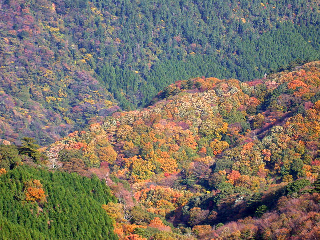 三筋山山頂から見た紅葉。丁度紅葉真っ盛りだ。